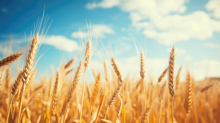 Fototapeta premium Golden Wheat Field Under Blue Sky