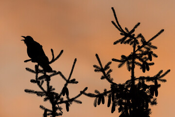 Carrion Crow (Corvus corone) Shamshy Reserve. Kyrgyz republic. Asia