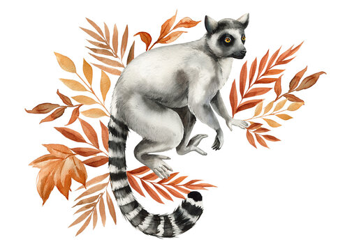 lemur, tropical leaves watercolor isolated on white background, Safari animal, autumn plant. Jungle autumn floral
