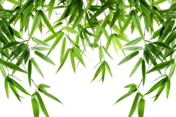 Obraz premium Top view bamboo leaves isolated on white background with copyspace.