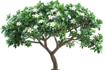 Frangipani tree white background.