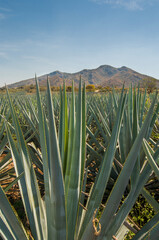 Blue agave plant for the preparation of the alcoholic drink called TEQUILA, with clear blue sky and mountains in the background. TEQUILA JALISCO, MEXICO. Vertical landscape.