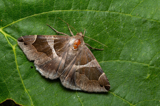 Passenger moth - Dysgonia algira, beautiful small underwng moth from Palearctic forests and woodlands, Zlin, Czech Republic.