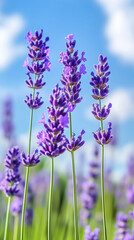 Obraz premium Colorful flower background with blue sky 