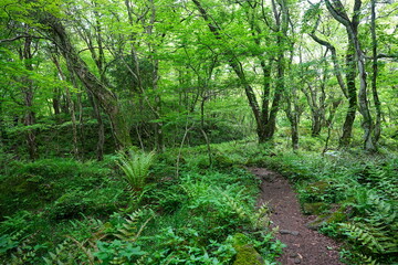 fine path in refreshing forest