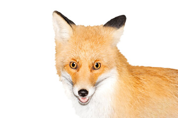 Fototapeta premium fox close up portrait isolated on white