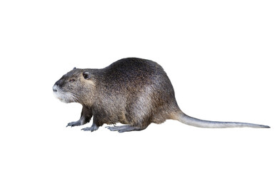 nutria, a large rodent isolated on white