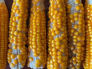 Imperfect corn