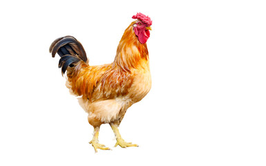 rooster, red isolated on white