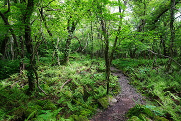 Fototapeta premium fine path in refreshing forest