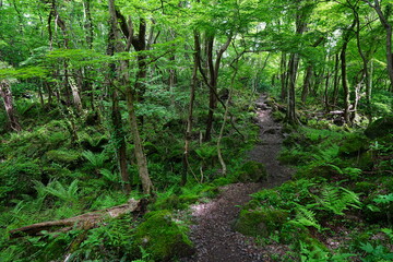 Obraz premium fine path in refreshing forest