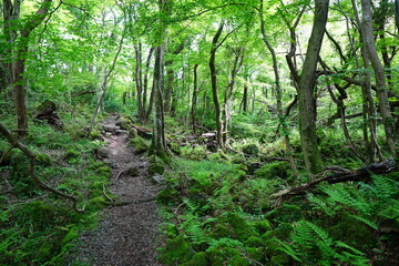 fallen trees in spring forest