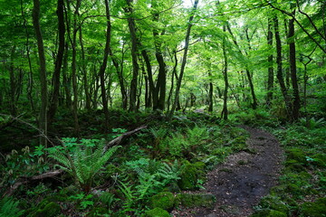 fine path in refreshing forest