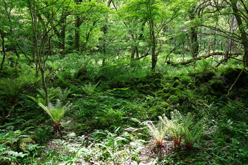 fresh ferns in the gleaming sunlight
