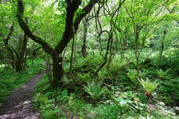 fresh ferns in the gleaming sunlight
