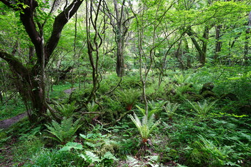 fresh ferns in the gleaming sunlight
