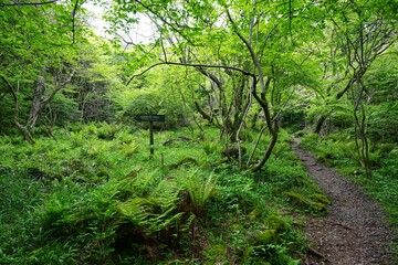 thick ferns in spring forest
