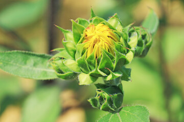 Closeup of Bright Green Sunflower Bud in the Sunlight