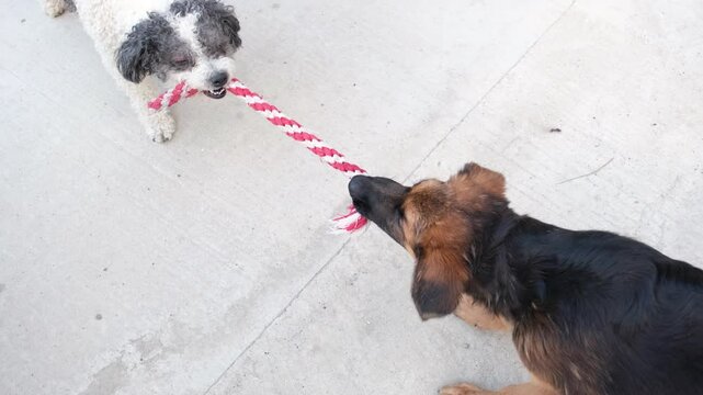 Two dogs playing tug of war game with puller toy. German shepherd puppy and poodle playing toy outdoors