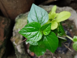 Chinese betel plants that grow well in plastic pots. Chinese betel leaves have many health benefits