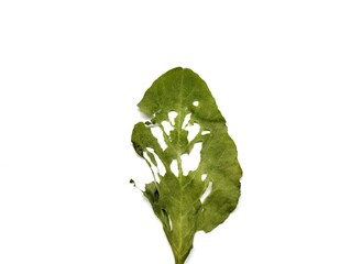 perforated spinach leaves on a white background. that's because it was eaten by caterpillars