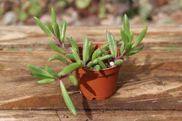 Senecio Othonna capensis Ruby Necklace