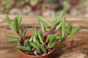Senecio Othonna capensis Ruby Necklace