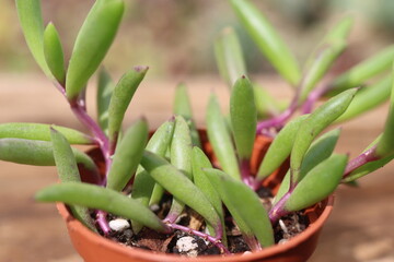 Obraz premium Senecio Othonna capensis Ruby Necklace