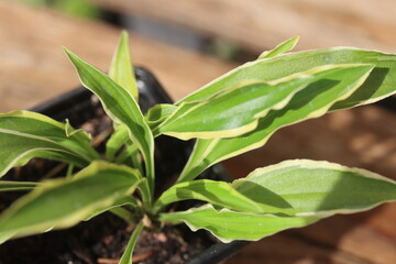 Hosta lancifolia STILETTO Funkia lancetolistna