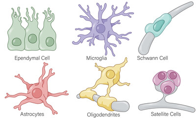 Detailed Vector Illustration of Glial Cell Types: A Comprehensive Overview of Astrocytes, Oligodendrocytes, Microglia, and Ependymal Cells in the Nervous