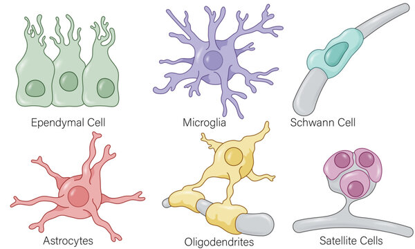 Detailed Vector Illustration of Glial Cell Types: A Comprehensive Overview of Astrocytes, Oligodendrocytes, Microglia, and Ependymal Cells in the Nervous