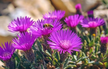 Obraz premium purple ice plant flowers with green leaves and some bees
