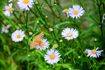 View of a butter fly on the aster flower
