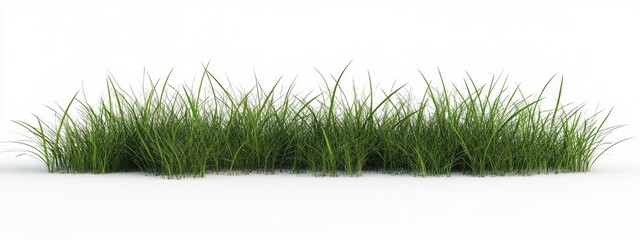 Isolated grass on a white background 3D rendering illustration