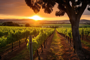 Fototapeta premium Golden Sunset Over Peaceful Vineyard Rows Landscape