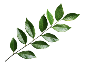 Fresh curry leaves on a white background, cut out transparent