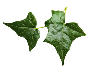 Green ivy leaves isolated on a white background, cut out transparent