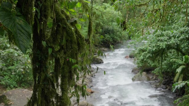 Ramas cubiertas de musgo al frente y de fondo desenfocado una corriente de r&iacute;o bajando por el bosque en medio de la monta&ntilde;a