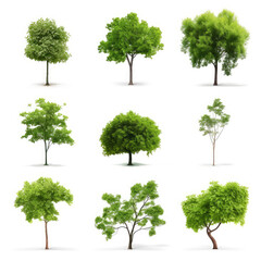 Variety of Lush Green Tree Illustrations Isolated