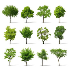 Variety of Green Trees Isolated on White Background