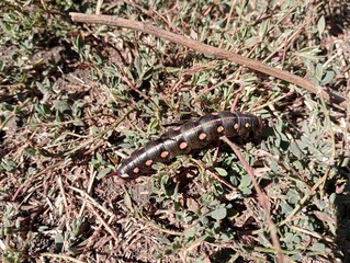 A large black caterpillar with yellow spots on the sides in green grass. Nature backgrounds and textures with insects.