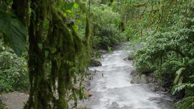 Corriente de r&iacute;o bajando por el bosque en medio de la monta&ntilde;a con ramas cubiertas de musgo al frente desenfocadas