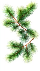A close-up of a lush green pine branch with multiple needles, isolated on a white background.