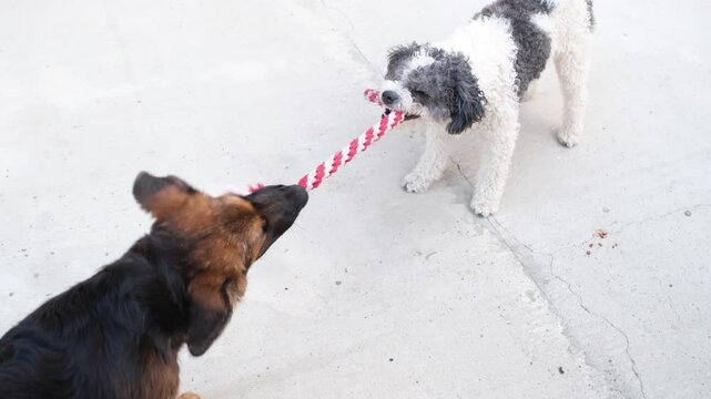 Two dogs playing tug of war game with puller toy. German shepherd puppy and poodle playing toy outdoors