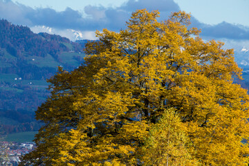 Fototapeta premium Picture of a tree in autumn