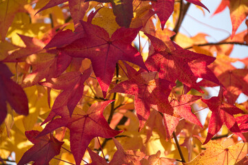 Picture of some red leafs in autumn