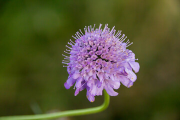 thistle flower