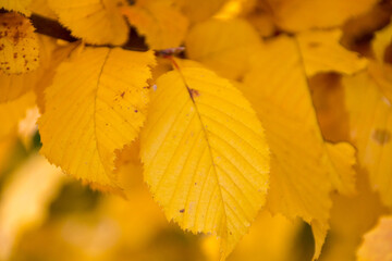 Picture of a yellow leaf in autumn