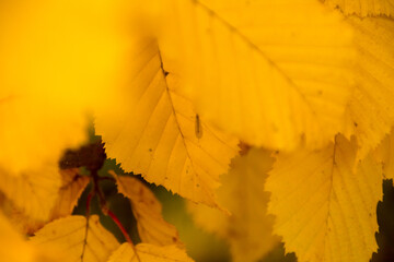Obraz premium Picture of a yellow leaf in autumn