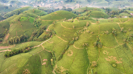 Beautiful aerial view of Long Coc tea hills. Long Coc in Phu Tho Province, Vietnam